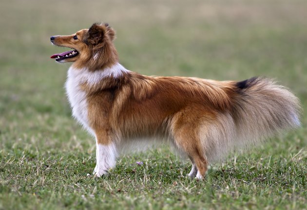 Sheltie