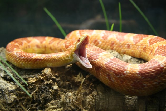 Snake