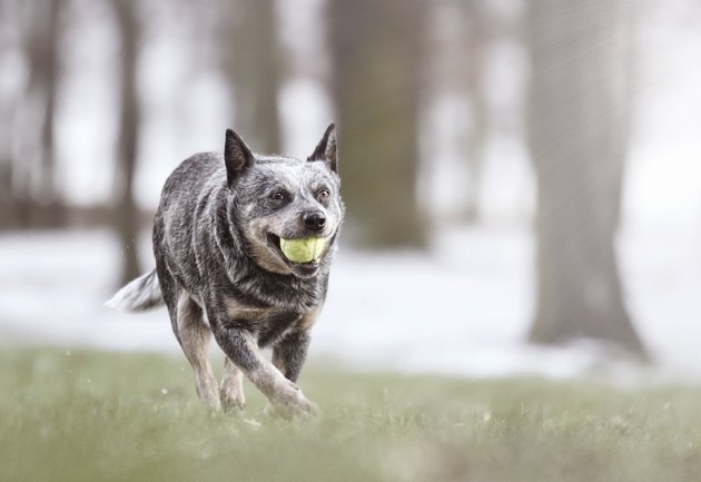 beautiful and comic australian cattle dog puppy running