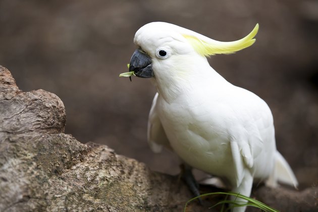 Sulphur Crested Cockatoo