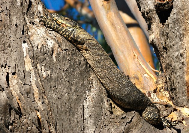 goanna in tree