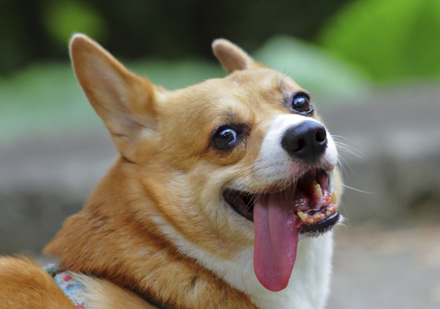 Welsh Corgi Pembroke