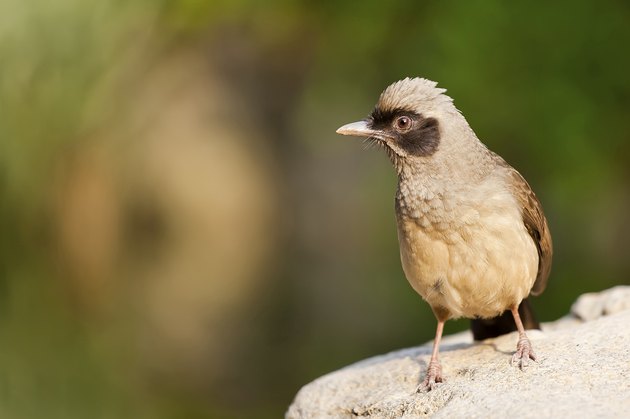 Masked Laughingthrush