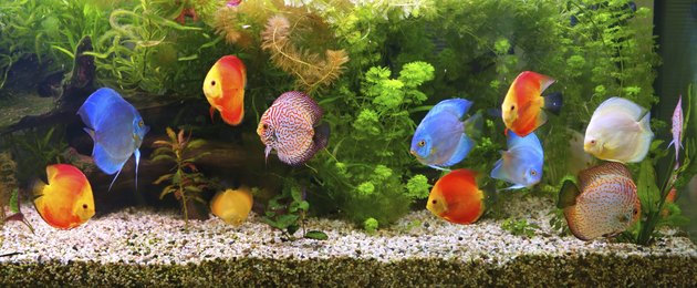 Discus (Symphysodon), multi-colored cichlids in the aquarium