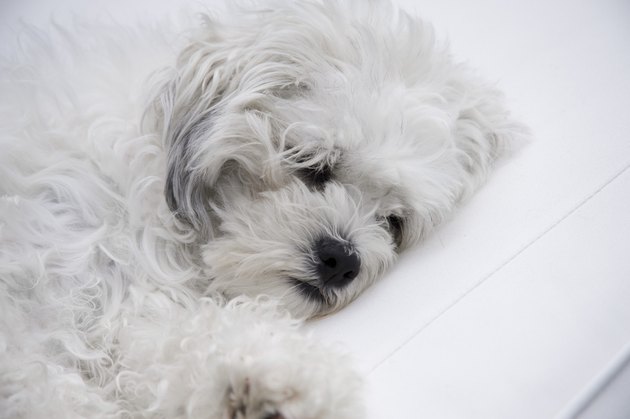 white dog resting