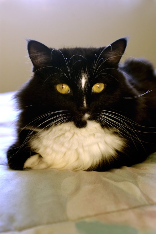 Portrait of cat