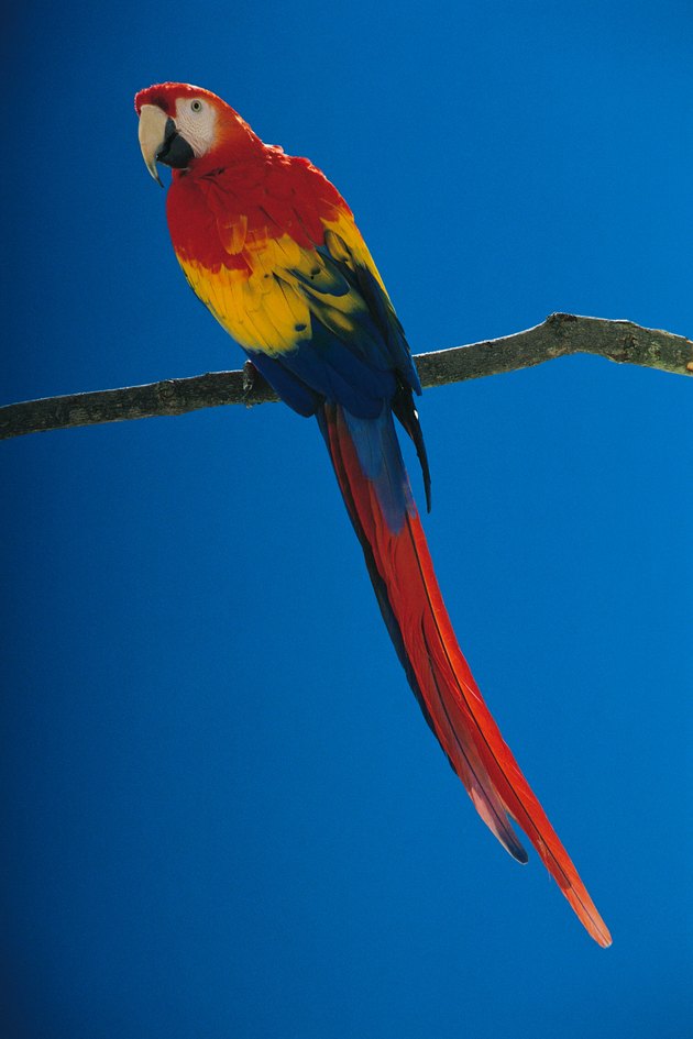 Scarlet Macaw