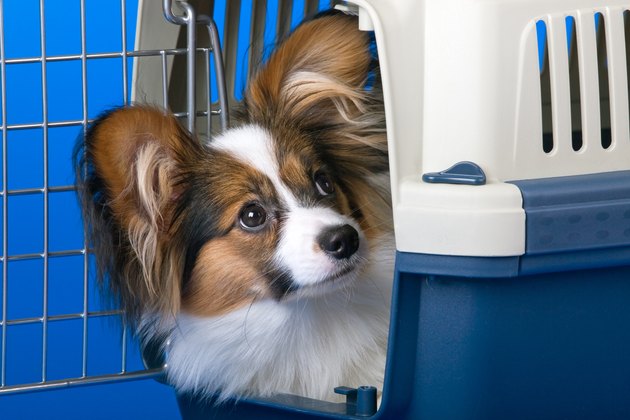 Young papillon
