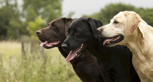three labradors
