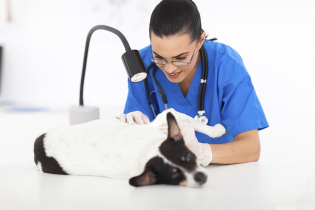 veterinarian checking dog's skin