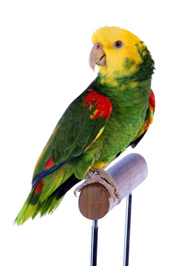 Close-up of parrot