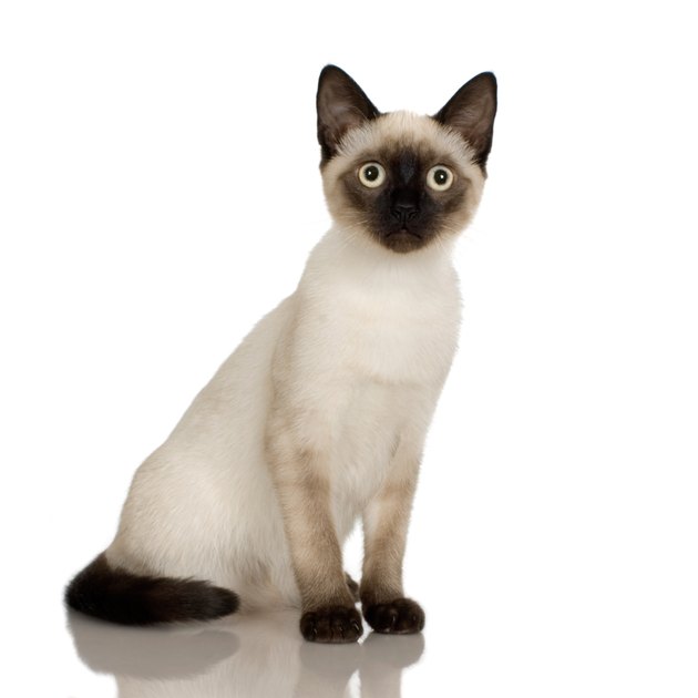 Studio portrait of Siamese cat