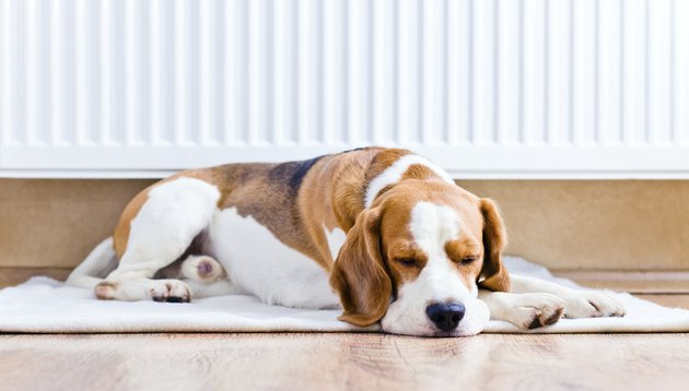 The dog near to a warm radiator