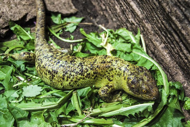 Solomon islands skink