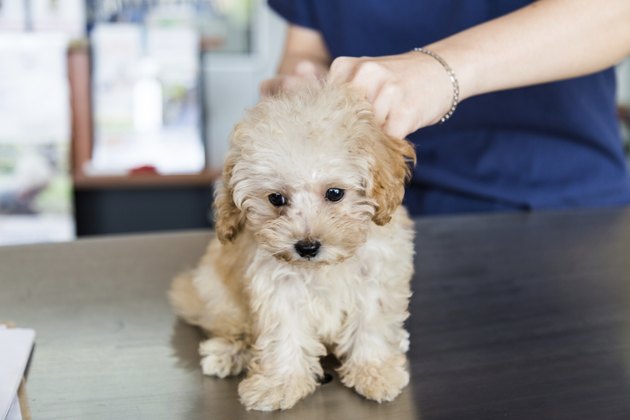 Puppy being examined by a Vet