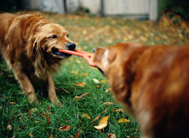 Golden Retrievers Playing Tug of War with Dog Toy