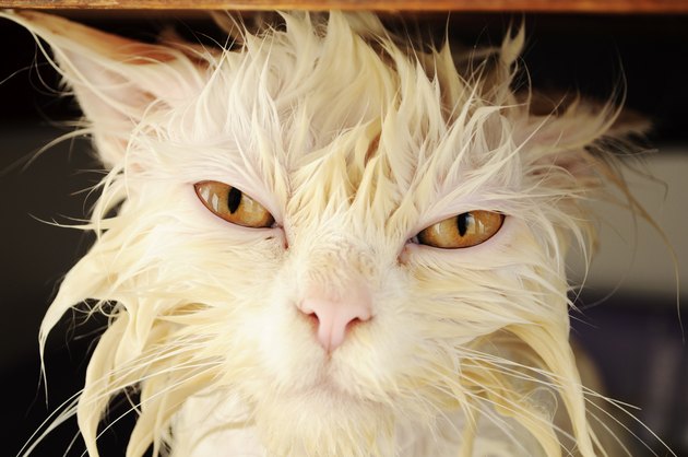 Wet cat