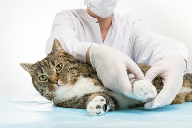 cat getting bandage