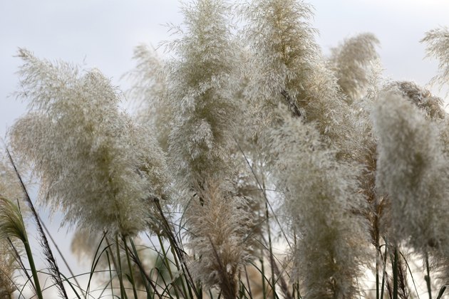 Pampas grass blowing in the wind