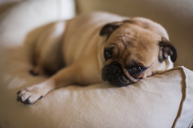 Beautiful Pug