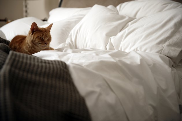 Ginger tabby cat lying on an unmade bed.