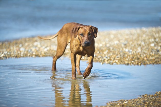 Dog at the beach