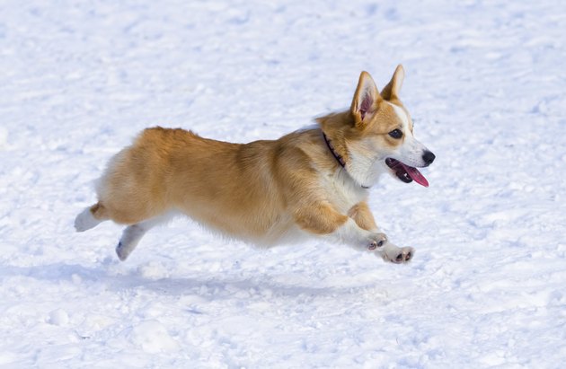 Ðembroke Welsh Corgi