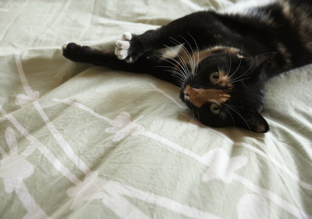 Cat lying on bed, elevated view