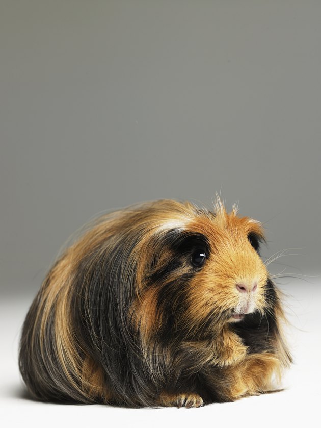 Long haired ginger, black and white guinea pig