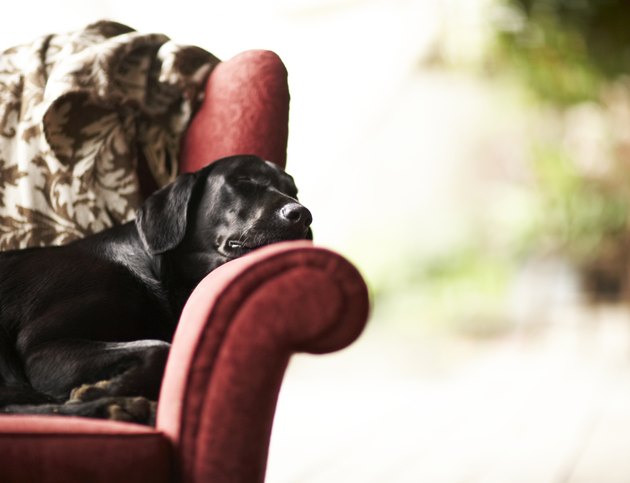 Black laborador retriever sleeping on chair