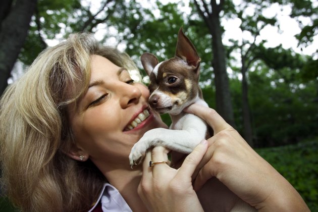 Woman holding pet chihuahua