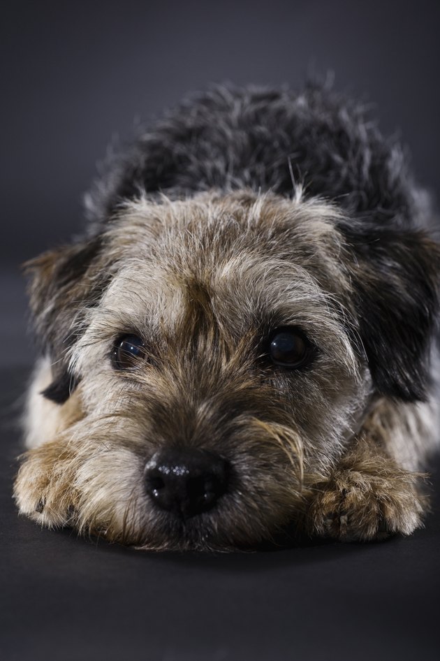 Disappointed Border Terrier