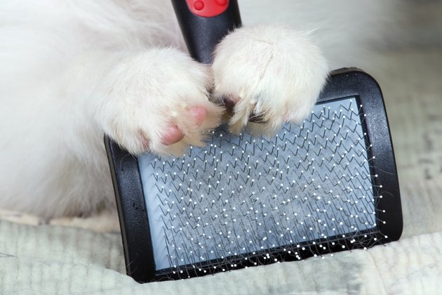 Brush for animals