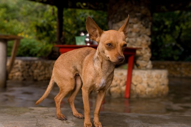 Portrait of chihuahua dog outdoors