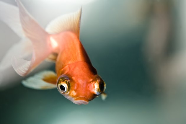Close-up of goldfish