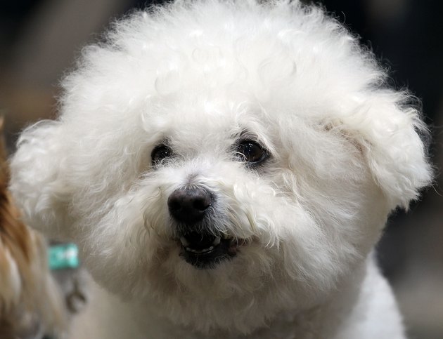 Asian International Dog Show