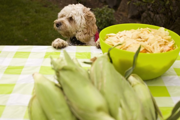 dog at picnic table