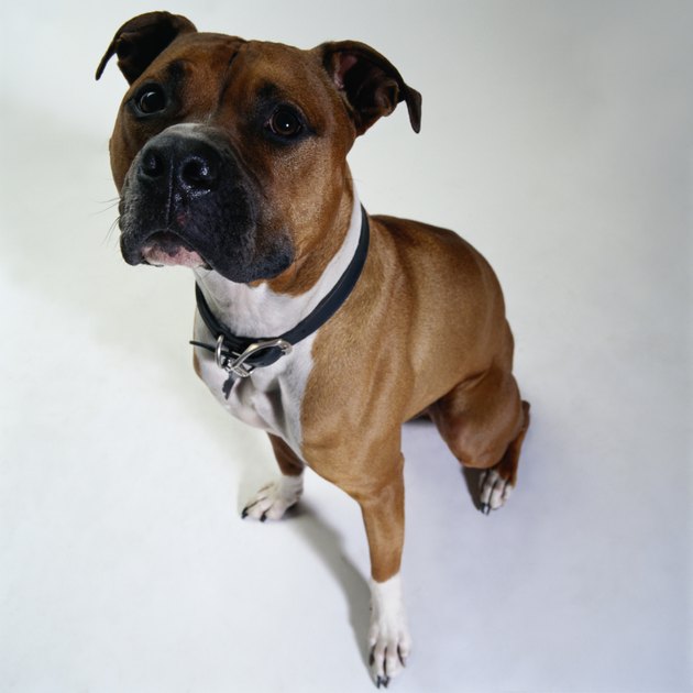 American Staffordshire Terrier, elevated view