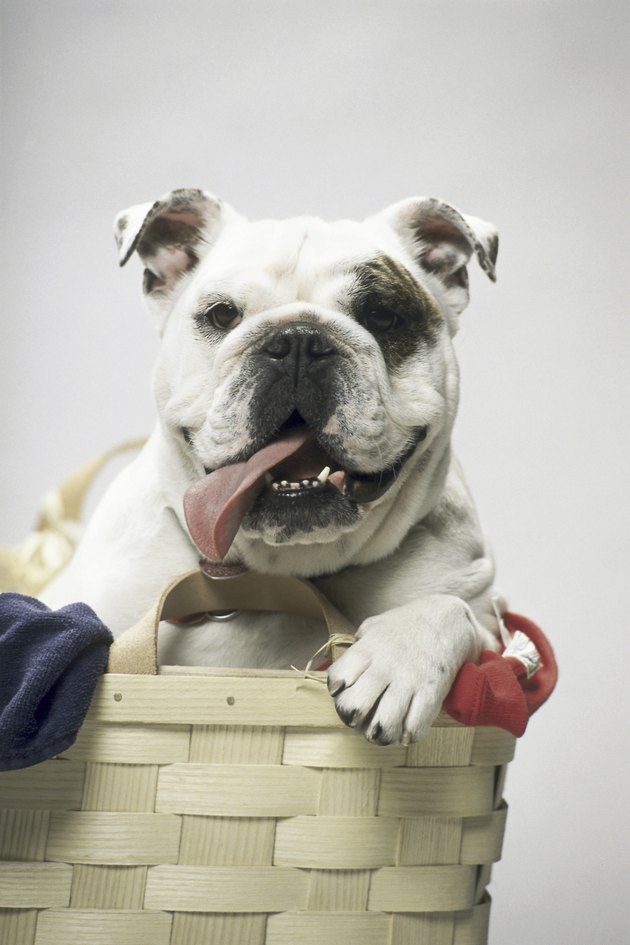 English Bulldog