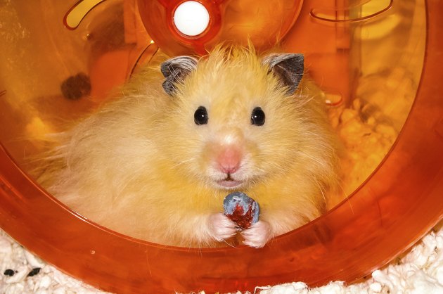 Long haired Hamster in plastic wheel