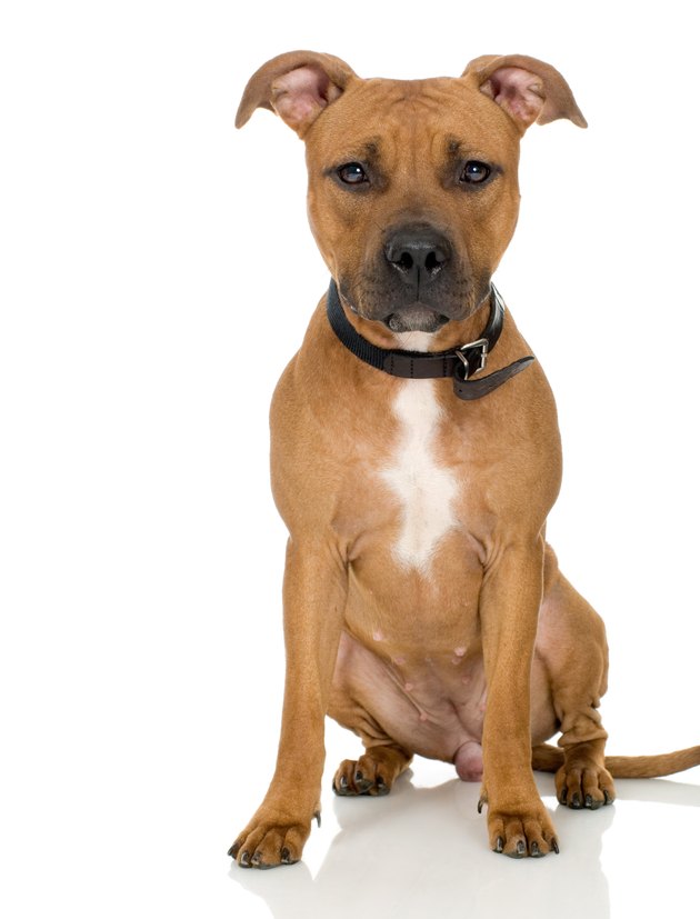 Studio portrait of American pit bull puppy