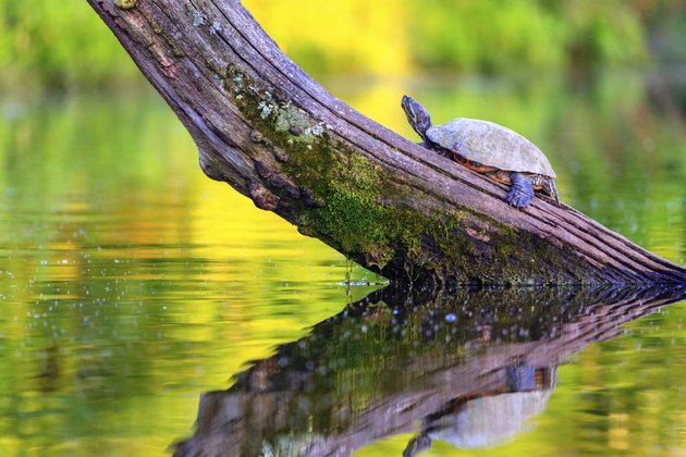 Common map turtle