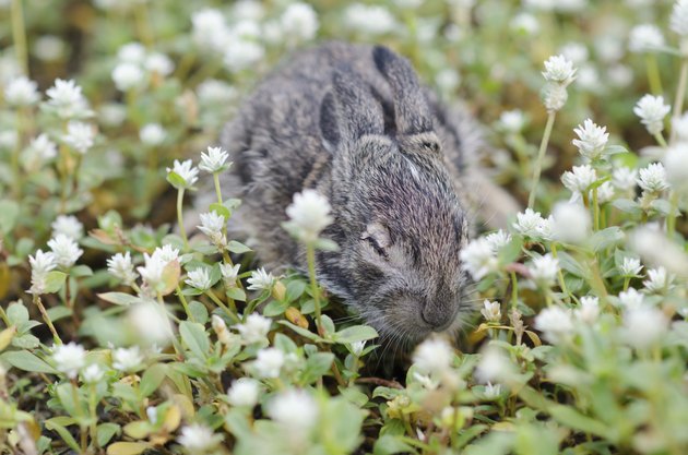 rabbits