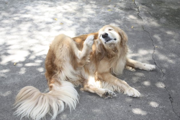 golden retriever