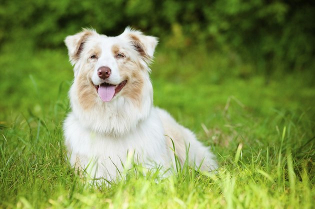 australian shepherd dog portrait