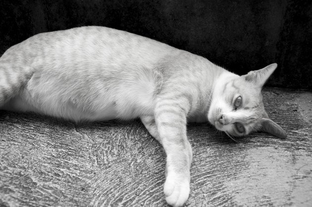 Pregnant cat