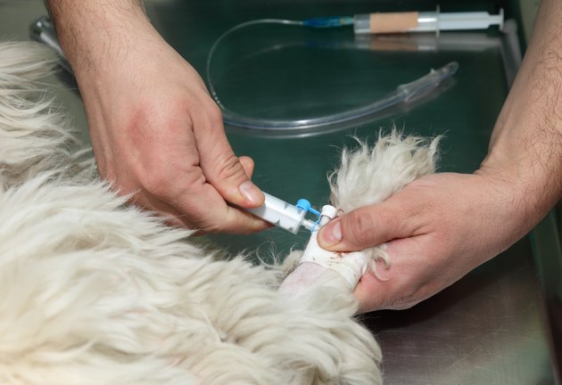 Veterinary