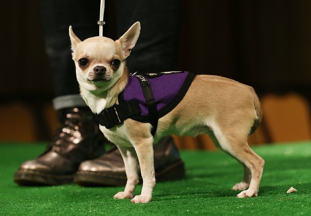 Westminster Kennel Club Holds Press Conference Ahead Of Dog Show