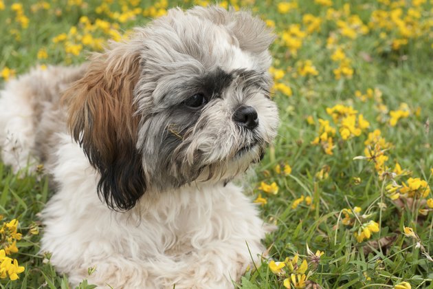 portrait of a puppy