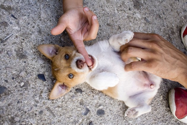 puppy